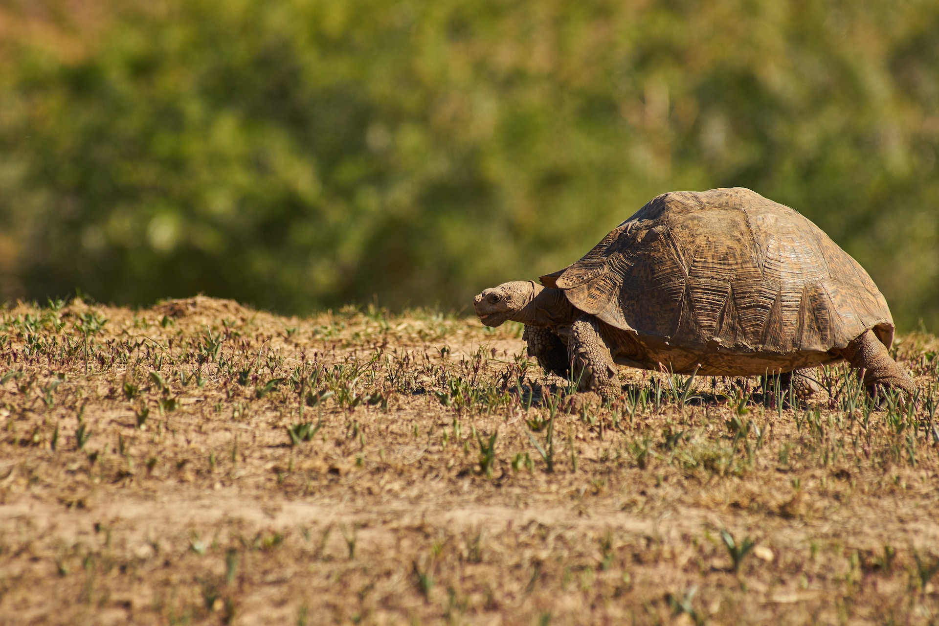 Tortoise Care