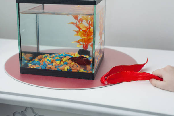 Betta Fish Tank Setup Guide