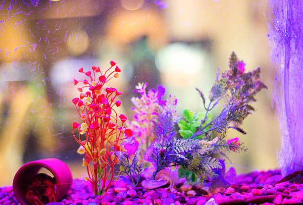 DIY Fish Tank Decoration Ideas