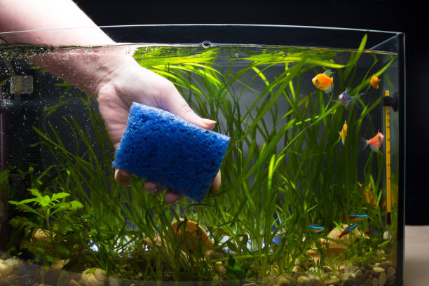 Tips For Maintaining a Clean Fish Tank