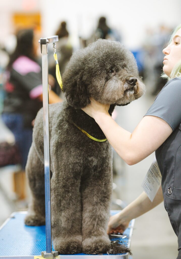 Tips for Grooming Your Dogs Coat for a Healthy and Shiny Fur