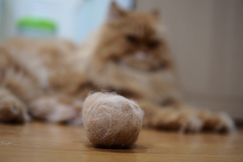 Understanding Hairball Issues in Cats