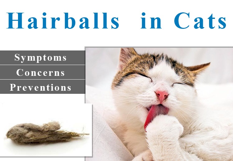 Understanding Hairball Issues in Cats